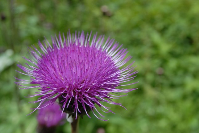 Bodliak zblízka