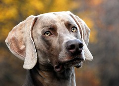 ...jesenné zamyslenie