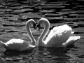 Labute