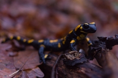 Salamandra