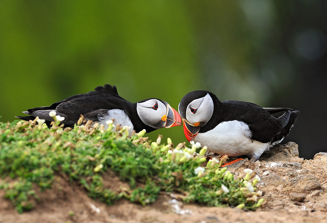 ...Puffin Love...