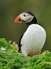 Atlantic Puffin