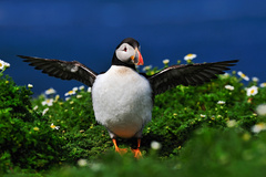 Atlantic Puffin - (Fratercula ar