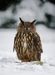 Bubo Bubo na snehu