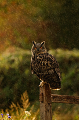 Výr velký/Bubo Bubo/Eurasian Eag