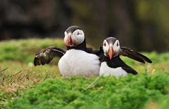 Atlantic Puffin (Fratercula arct