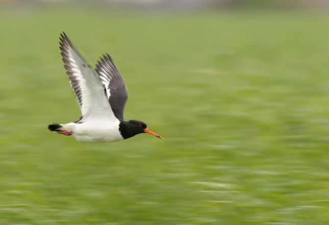 Haematopus ostralegus / Oysterca