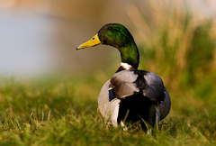 V poslednych lucoch dna...