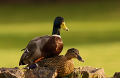 Drahý, tvoja ex sa blíži...