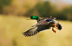 Vzduchom chladena...