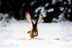 Pripravit sa, pozor, start!