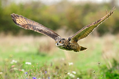 Výr skalný/Bubo Bubo/Eurasian Ea