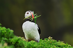 Priprava na hniezdenie