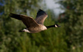 Kanadská hus ( Branta Canadensis