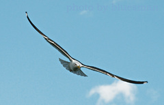 Čajka morská (Larus Marinus)