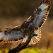 Buteo Buteo