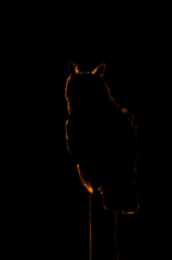 Výr velký/Bubo Bubo/Eurasian Eag