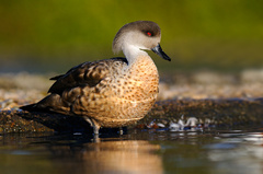 Lophonetta specularioides specul