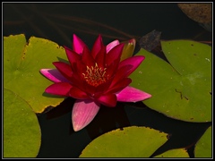 Lotosový kvet