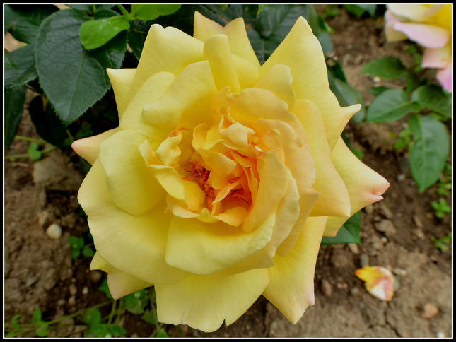 Ruža žltá