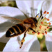 Včielka na zbere