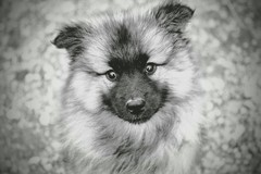 Nemecký vlčí špic