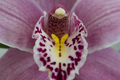 Orchidea