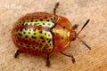 cf. Chelymorpha cribraria