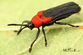 Chrysomelidae sp.