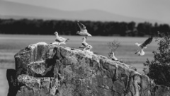 Nalietavanie