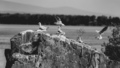 Nalietavanie