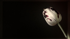 pochmúrny tulipán