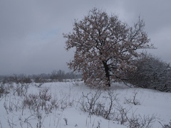 Zima