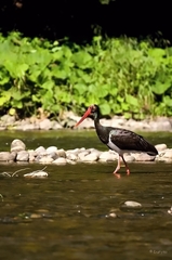 Čierny Bocian 2_2