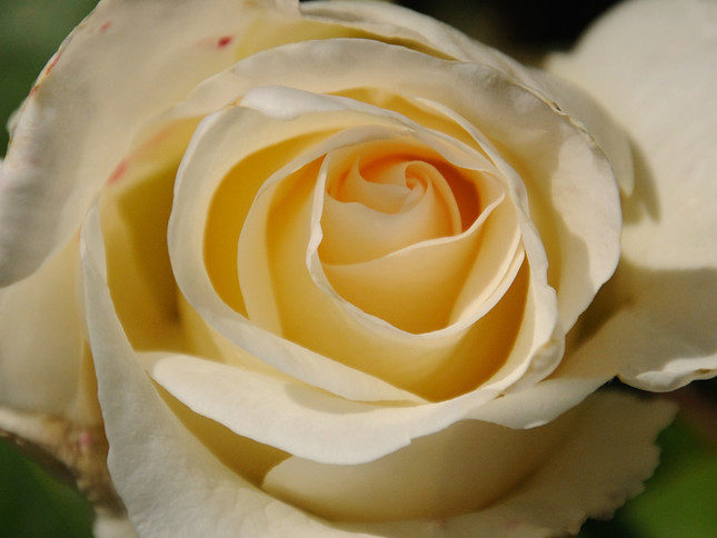 Biela ruža