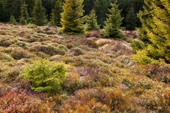 Na Knole