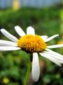 flower II.