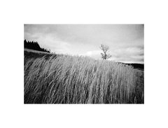 Orava