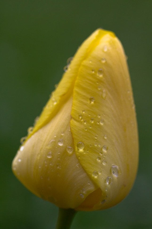 Posledny tulipan tesne po dazdi