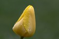 Tulipan po dazdi