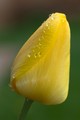 Tulipan po dazdi