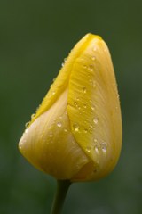 Opat tulipan po dazdi