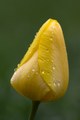 Opat tulipan po dazdi