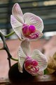 Orchidea