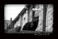 the Black Cat
