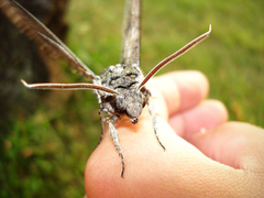 "Idia americalis"