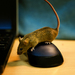Nie je myš ako myš