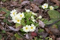 Petite fleurs