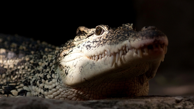 krokodíl kubánsky