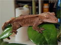 gecko 2